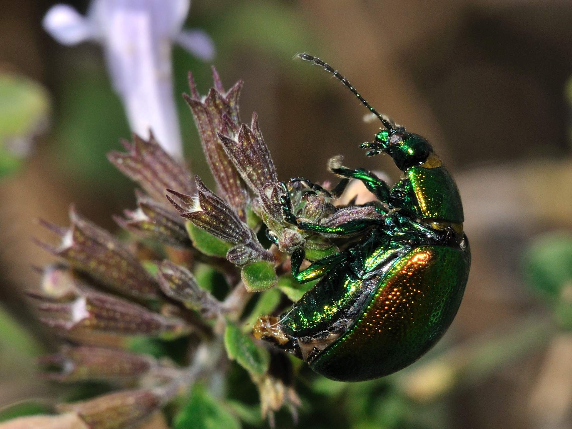 Chrysolina herbacea (Chrysomelidae)